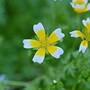 Poached Eggs Plant(Start-A-Garden™ Range)