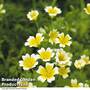 Limnanthes douglasii 'Spanish Omelette Mixed'