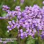 Limonium gmelinii