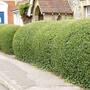 Privet (Hedging)