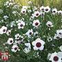 Linum grandiflorum 'Bright Eyes'