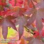 Liquidambar styraciflua