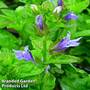 Lobelia siphilitica Blue