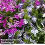 Lobelia Rift Blue