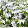 Lobelia Sailor Star