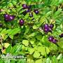 Lonicera pileata