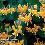Tellmann's honeysuckle