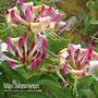 Honeysuckle 'Fragrant Cloud'