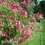 Honeysuckle 'Serotina'