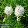 Liatris spicata 'Floristan White'