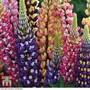 Lupin 'Tutti Frutti'™
