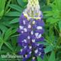 Lupin 'Gallery Blue'
