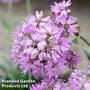Lychnis Alpina