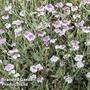 Lychnis coronaria 'Oculata'