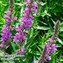 Lythrum virgatum 'Rosy Gem'