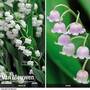 Lily of the Valley 'Duo Collection'