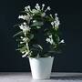 Stephanotis - The Madagascar Jasmine - Gift