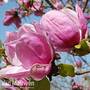Magnolia 'Sara Koe'
