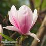 Magnolia 'Big Dude'