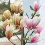 Magnolia Patio Collection