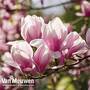 Magnolia 'Red Lucky'