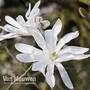 Magnolia stellata