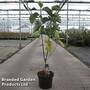 Magnolia 'Rose Marie'