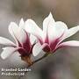 Magnolia denudata 'Sunrise Beauty'