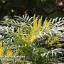 Mahonia 'Soft Caress'