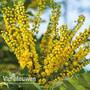 Mahonia japonica