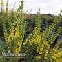 Mahonia x media 'Winter Sun'