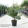 Malus 'Red Jewel'