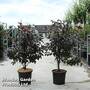 Malus toringo 'Scarlett'