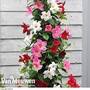 Mandevilla sanderi 'Bloom Bells®' Trio