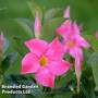 Mandevilla 'Sundaville Pink'