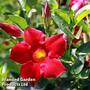 Mandevilla 'Sundaville Red'