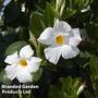 Mandevilla 'Sundaville White'