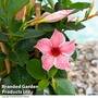 Mandevilla 'Sundaville Flamingo Pink'