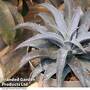 Mangave 'Silver Fox'