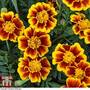 Marigold 'Single Legion of Honour'