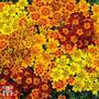 Marigold 'Starfire'