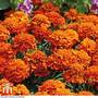 Marigold 'Fireball'