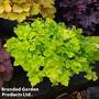 Heuchera 'Lime Marmalade'