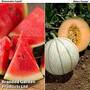 Melon Duo