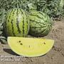 Watermelon 'Sunlove'