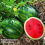 Watermelon 'Mini Love'