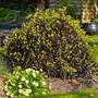 Pittosporum tenuifolium 'Tom Thumb'
