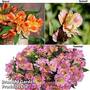 Alstroemeria Inticancha® Collection