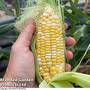Sweetcorn Pot Of Gold