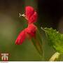 Mimulus 'Cardinalis'